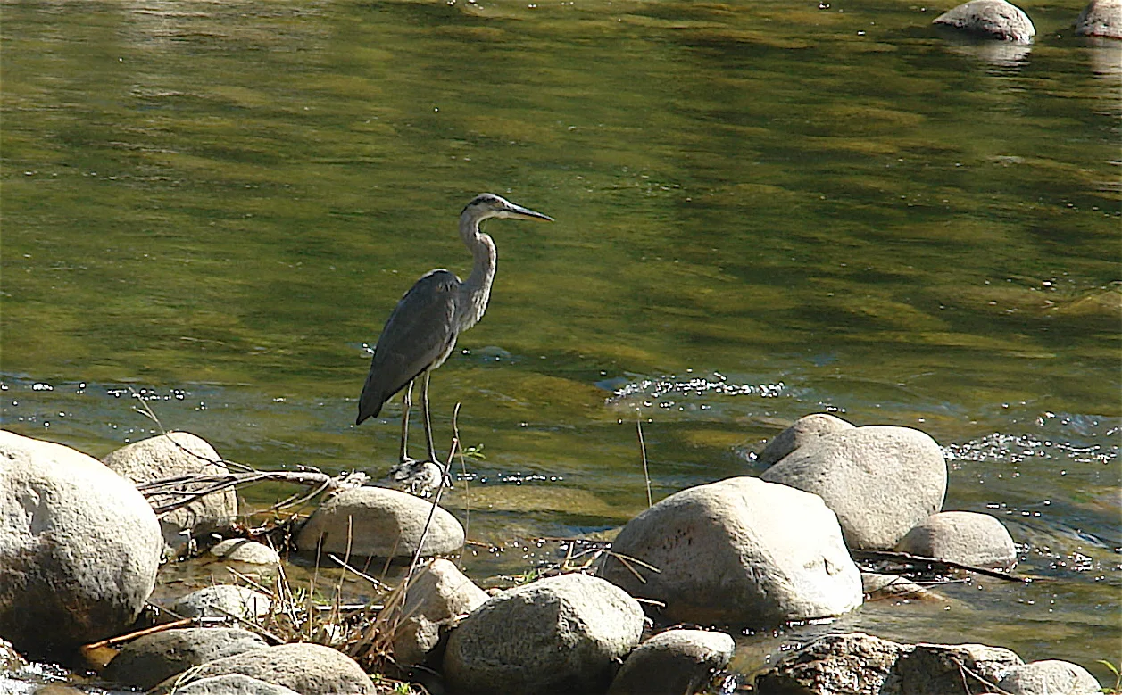 Great blue heron (Kernville, CA)